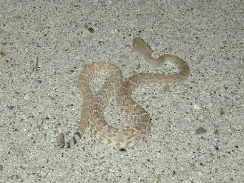 Mohave Rattlesnake