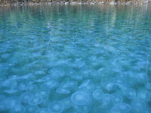 Moon Jellyfish