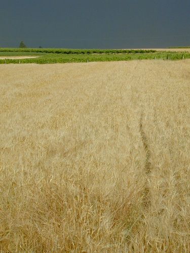 Wheat Field