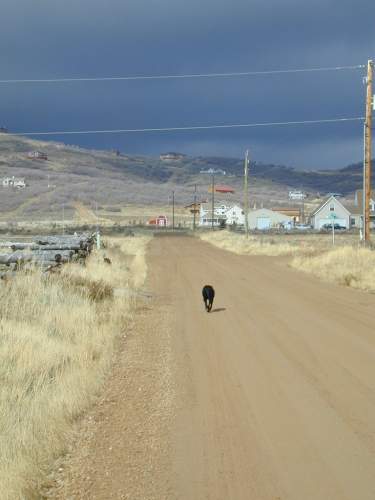 Dogs in Park City