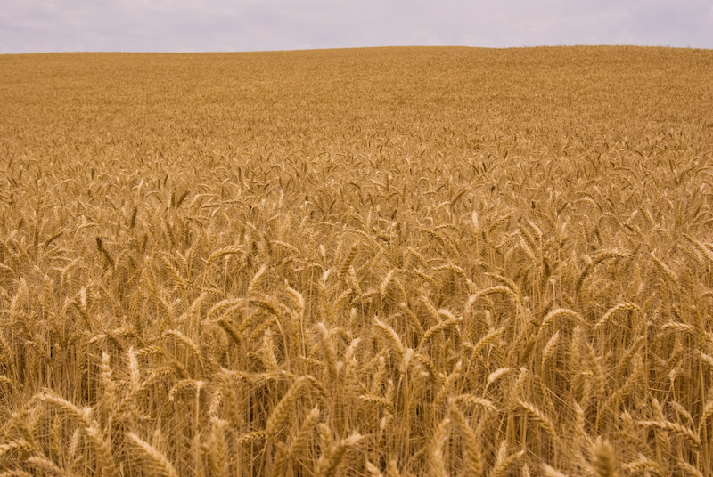 Harvest Time